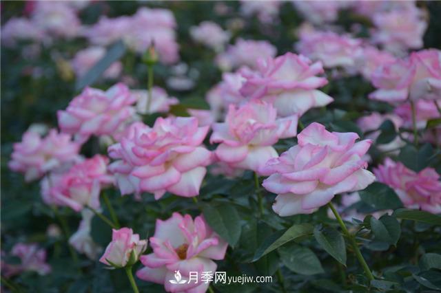 花開(kāi)華南地區，哪些月季品種，征服了廣州這片“熱土”？(圖4)