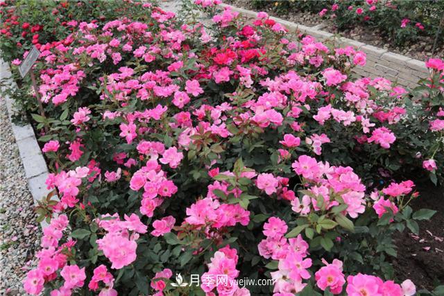 花開(kāi)華南地區，哪些月季品種，征服了廣州這片“熱土”？(圖5)