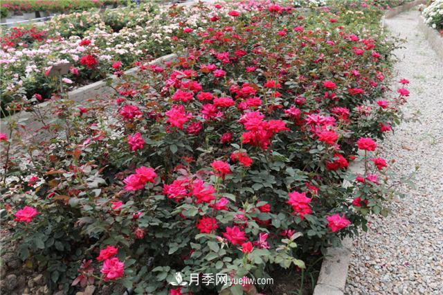 花開(kāi)華南地區，哪些月季品種，征服了廣州這片“熱土”？(圖6)