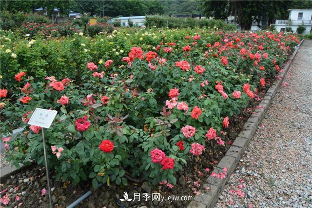 花開(kāi)華南地區，哪些月季品種，征服了廣州這片“熱土”？(圖7)