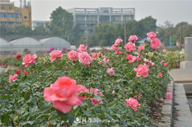 花開(kāi)華南地區，哪些月季品種，征服了廣州這片“熱土”？(圖8)