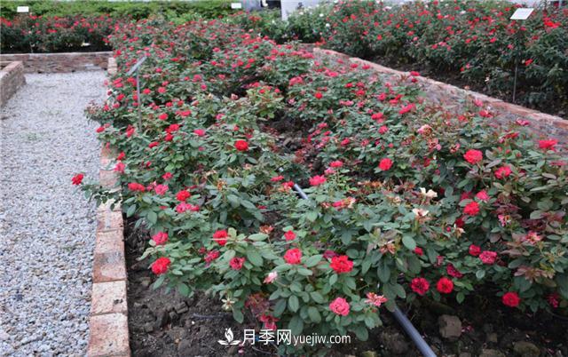 花開(kāi)華南地區，哪些月季品種，征服了廣州這片“熱土”？(圖9)