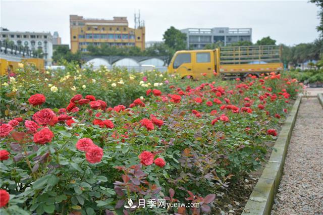花開(kāi)華南地區，哪些月季品種，征服了廣州這片“熱土”？(圖10)