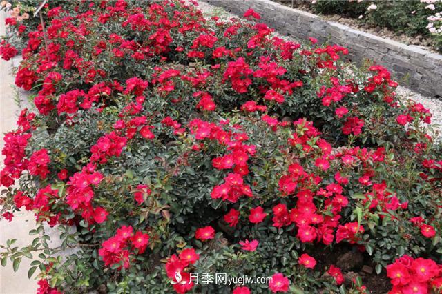 花開(kāi)華南地區，哪些月季品種，征服了廣州這片“熱土”？(圖11)