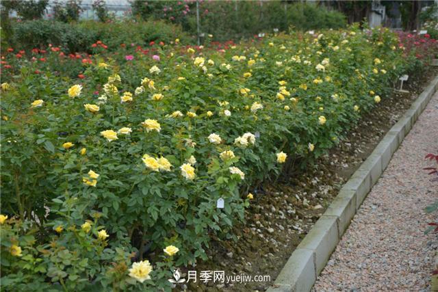 花開(kāi)華南地區，哪些月季品種，征服了廣州這片“熱土”？(圖12)