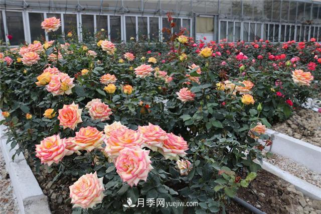 花開(kāi)華南地區，哪些月季品種，征服了廣州這片“熱土”？(圖14)
