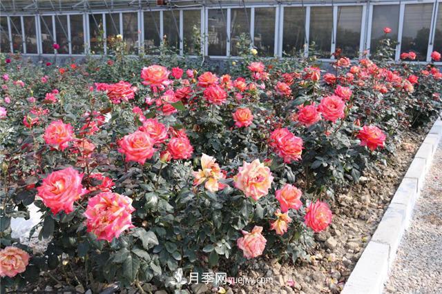 花開(kāi)華南地區，哪些月季品種，征服了廣州這片“熱土”？(圖15)
