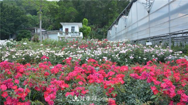 花開(kāi)華南地區，哪些月季品種，征服了廣州這片“熱土”？(圖16)