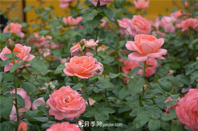 花開(kāi)華南地區，哪些月季品種，征服了廣州這片“熱土”？(圖17)
