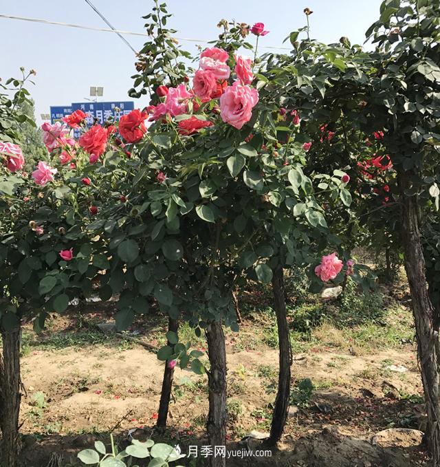 月季樹(shù)批發(fā)基地：化肥農藥控量減害增效技能(圖1)