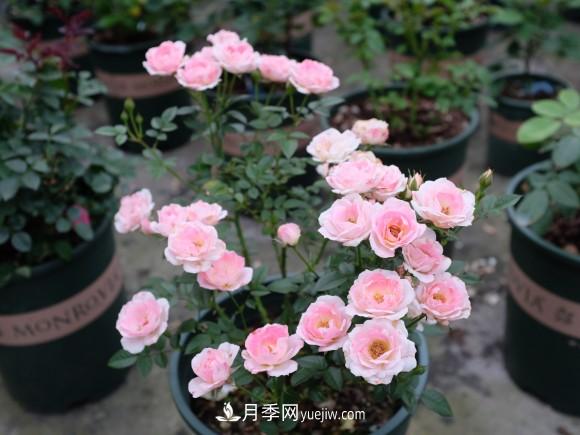 月季長(cháng)勢差，注意這三個(gè)小細節，很快就爆盆(圖2)