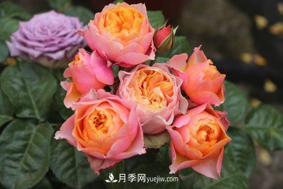 月季長(cháng)勢差，注意這三個(gè)小細節，很快就爆盆(圖1)