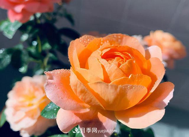 雙11必買(mǎi)的5款爆火月季，勤花好看耐開(kāi)(圖1)