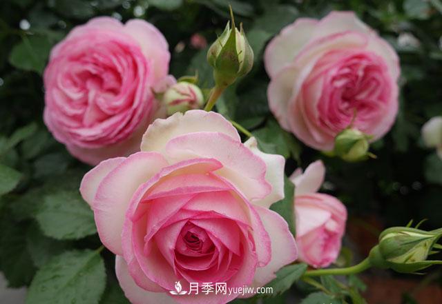 雙11必買(mǎi)的5款爆火月季，勤花好看耐開(kāi)(圖3)