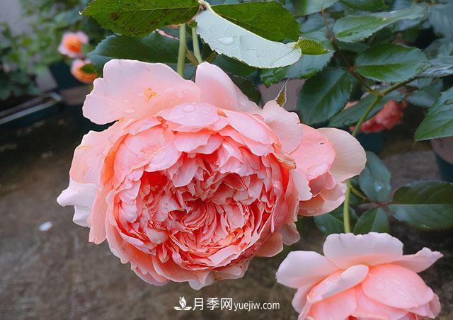雙11必買(mǎi)的5款爆火月季，勤花好看耐開(kāi)(圖4)
