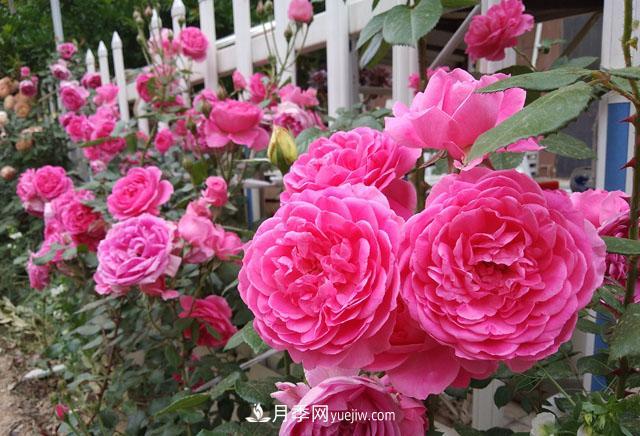 雙11必買(mǎi)的5款爆火月季，勤花好看耐開(kāi)(圖5)