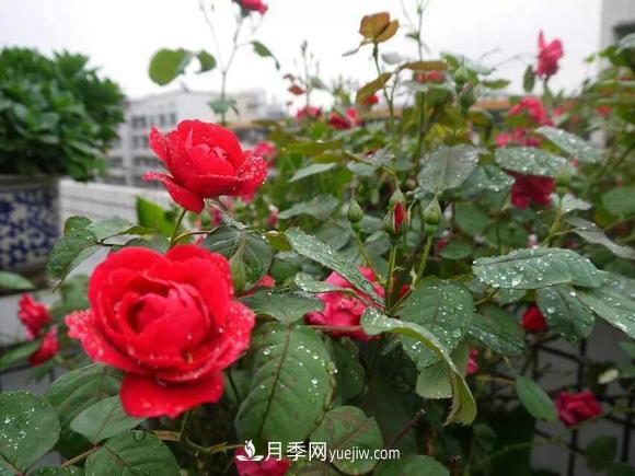 月季，十月那一團紅色的夢(mèng)(圖1)