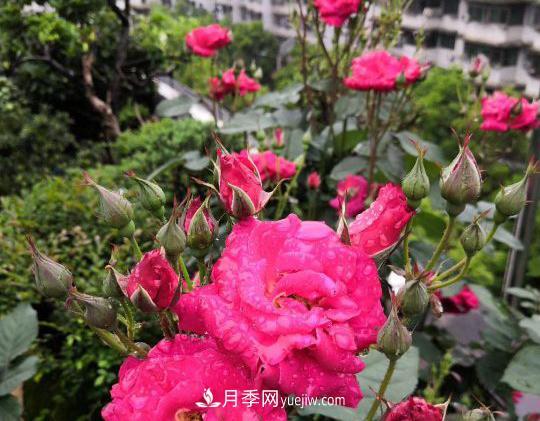 月季，十月那一團紅色的夢(mèng)(圖2)