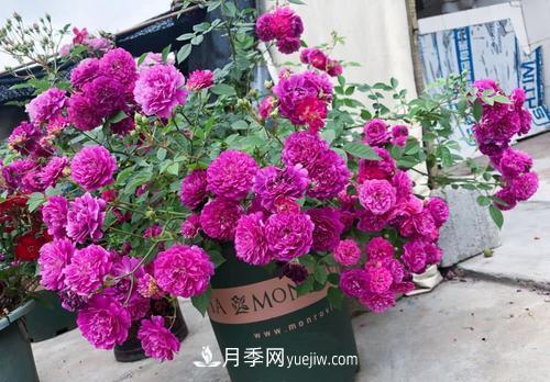 推薦新手5種微型月季，好養又好看，陽(yáng)臺盆栽佳品(圖3)