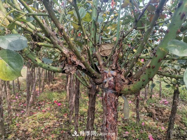 10公分的樹(shù)狀月季批發(fā)價(jià)格多少錢(qián)一棵？全解答(圖3)