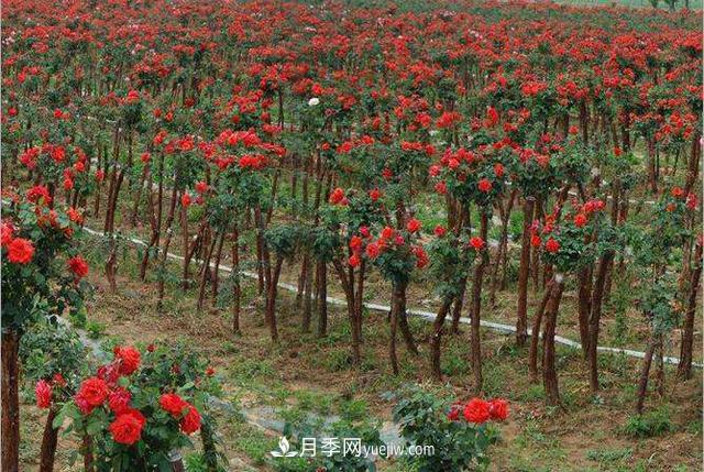 新鄉獲嘉縣高稈月季銷(xiāo)售旺助農增收(圖1)