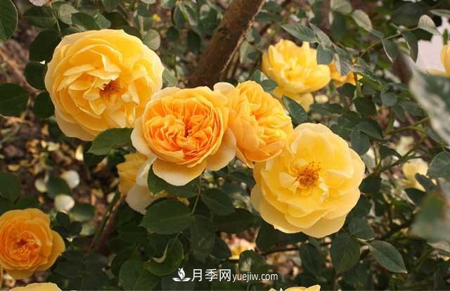 藤本月季為什么不開(kāi)花？(圖2)