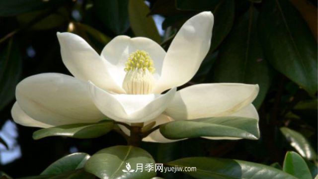 白玉蘭和廣玉蘭的區別(圖1)