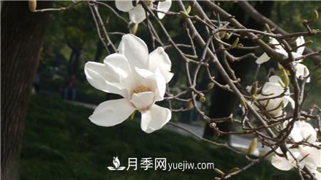 白玉蘭和廣玉蘭的區別(圖2)