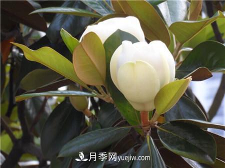 白玉蘭和廣玉蘭的區別(圖3)