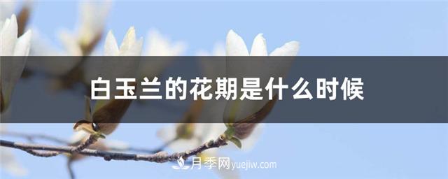 南陽(yáng)玉蘭基地，白玉蘭的花期是什么時(shí)候(圖1)