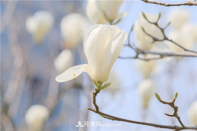 南陽(yáng)玉蘭基地，白玉蘭的花期是什么時(shí)候(圖2)