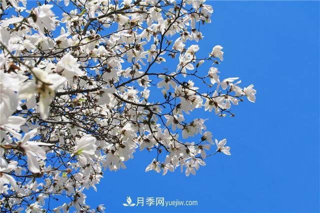 南陽(yáng)玉蘭基地，白玉蘭的花期是什么時(shí)候(圖3)