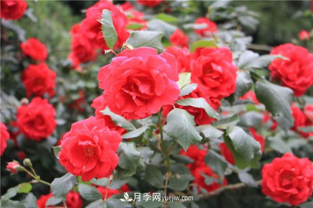 月季花葉子發(fā)黃怎么回事？4個(gè)原因(圖2)
