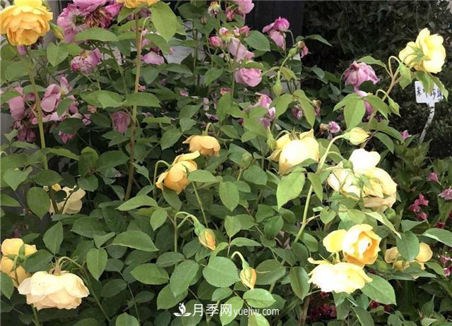 月季花葉子發(fā)黃怎么回事？4個(gè)原因(圖3)