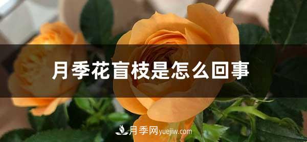 月季花盲枝是怎么回事？怎么處理？(圖1)