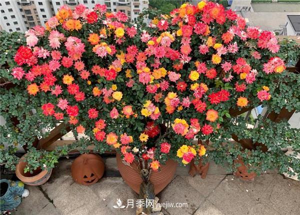 現代月季在園林綠化景觀(guān)中的應用！園林人必看！(圖4)