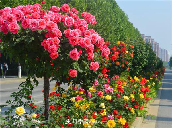 現代月季在園林綠化景觀(guān)中的應用！園林人必看！(圖5)