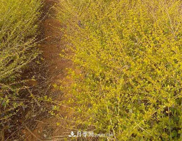 連翹的生長(cháng)習性，品種與類(lèi)別的介紹(圖1)