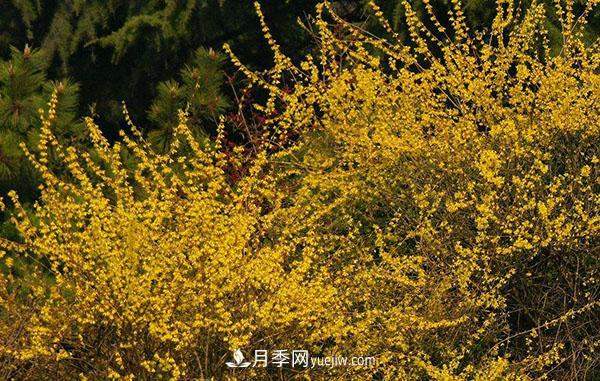 連翹的生長(cháng)習性，品種與類(lèi)別的介紹(圖3)