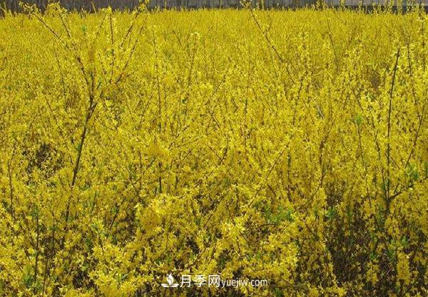 連翹的生長(cháng)習性，品種與類(lèi)別的介紹(圖2)