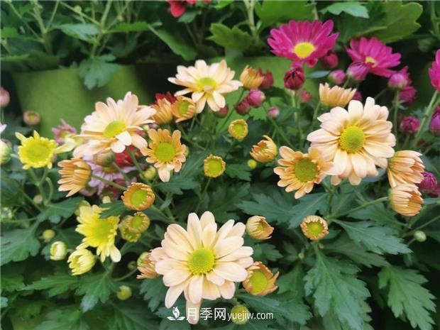 開(kāi)封第38屆菊花文化節盛大開(kāi)幕美圖來(lái)襲(圖3)