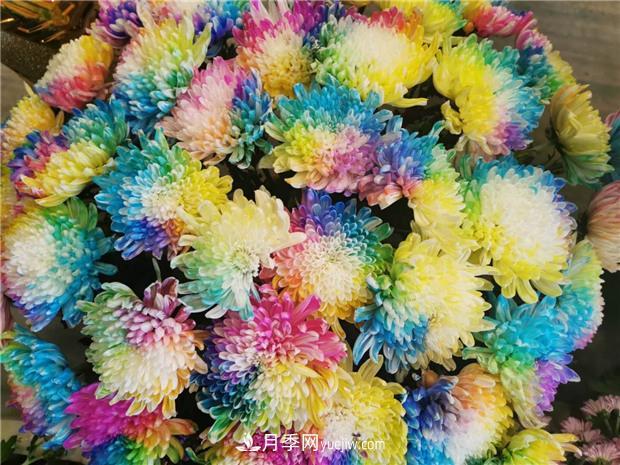 開(kāi)封第38屆菊花文化節盛大開(kāi)幕美圖來(lái)襲(圖4)