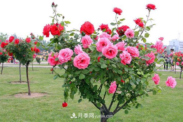 樹(shù)狀月季，月季新品，綠化之選，美出天際(圖2)