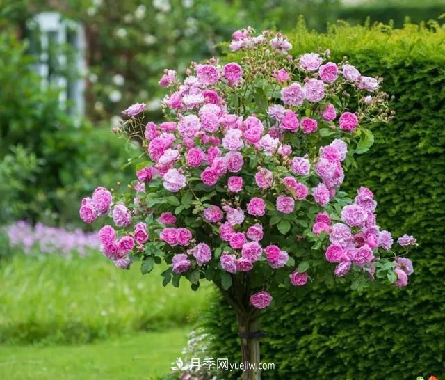 月季升級版月季樹(shù)，養護就4點(diǎn)，有模有樣開(kāi)成樹(shù)月花(圖3)