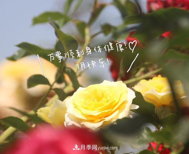 月季科學(xué)養護大盤(pán)點(diǎn)，讓你少走彎路！(圖1)