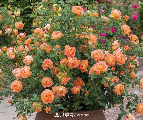推薦6款月季，高貴典雅的花名讓人過(guò)目不忘(圖5)