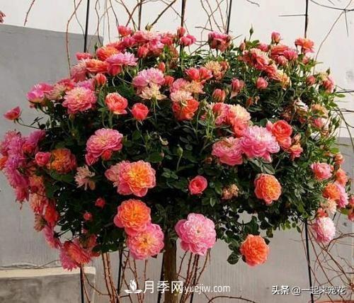 5種微型月季，好養又好看，是陽(yáng)臺盆栽月季佳品(圖3)