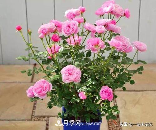 5種微型月季，好養又好看，是陽(yáng)臺盆栽月季佳品(圖1)