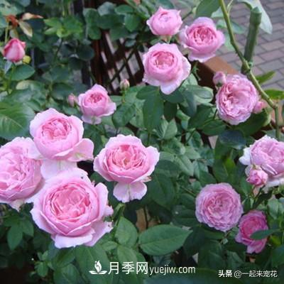 5種微型月季，好養又好看，是陽(yáng)臺盆栽月季佳品(圖2)