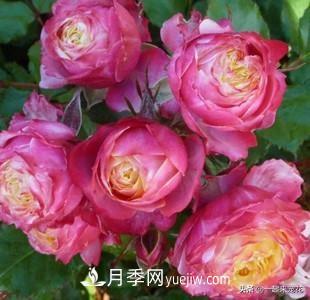 5種微型月季，好養又好看，是陽(yáng)臺盆栽月季佳品(圖6)